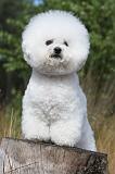 BICHON FRISE 312